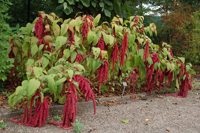 Amaranthus caudatus